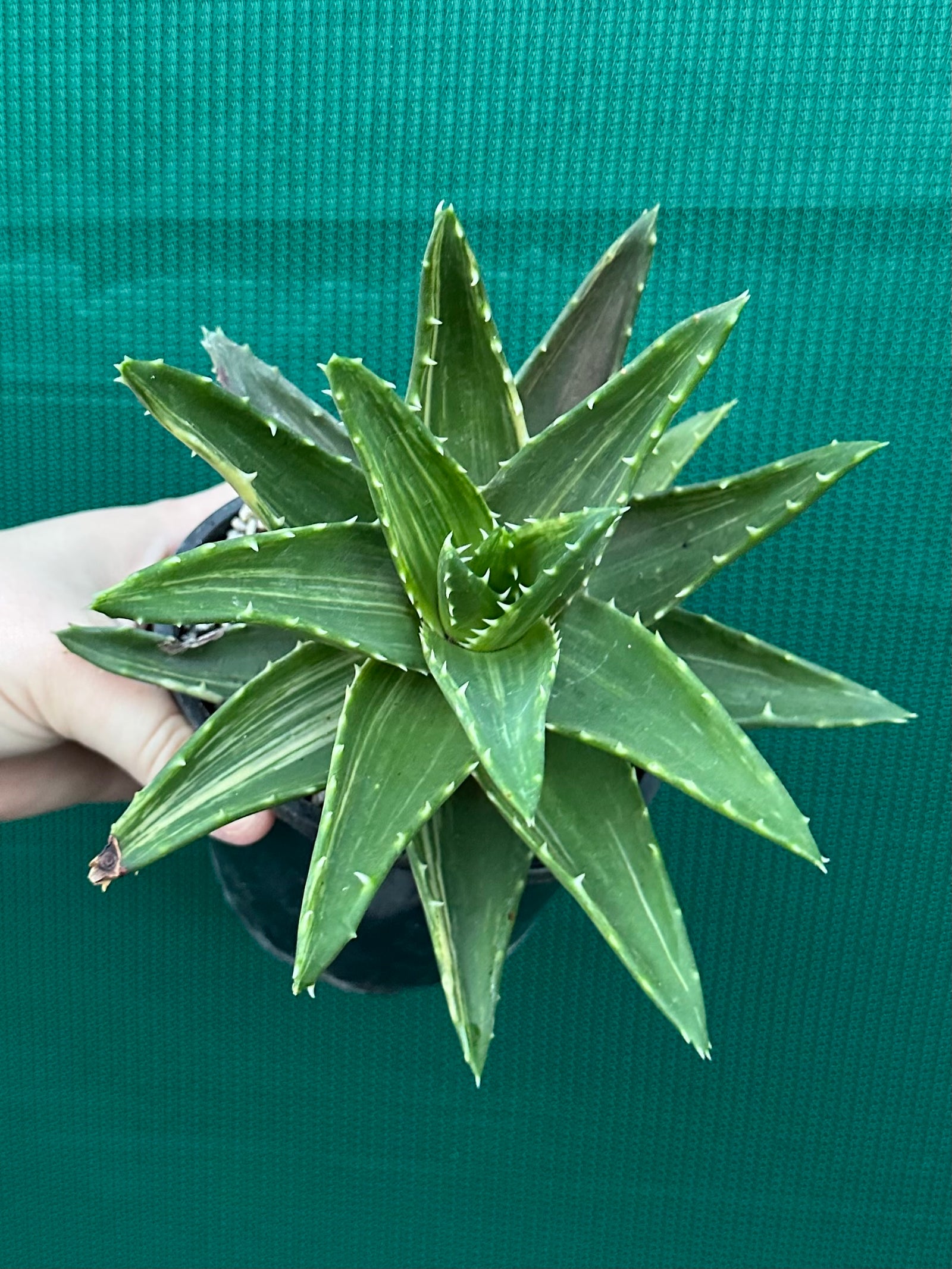 Aloe ‘Gold Tooth’