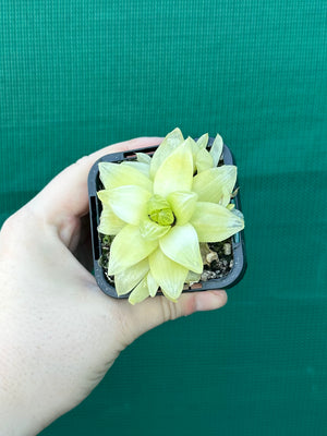 Haworthia xantha ‘Gold’