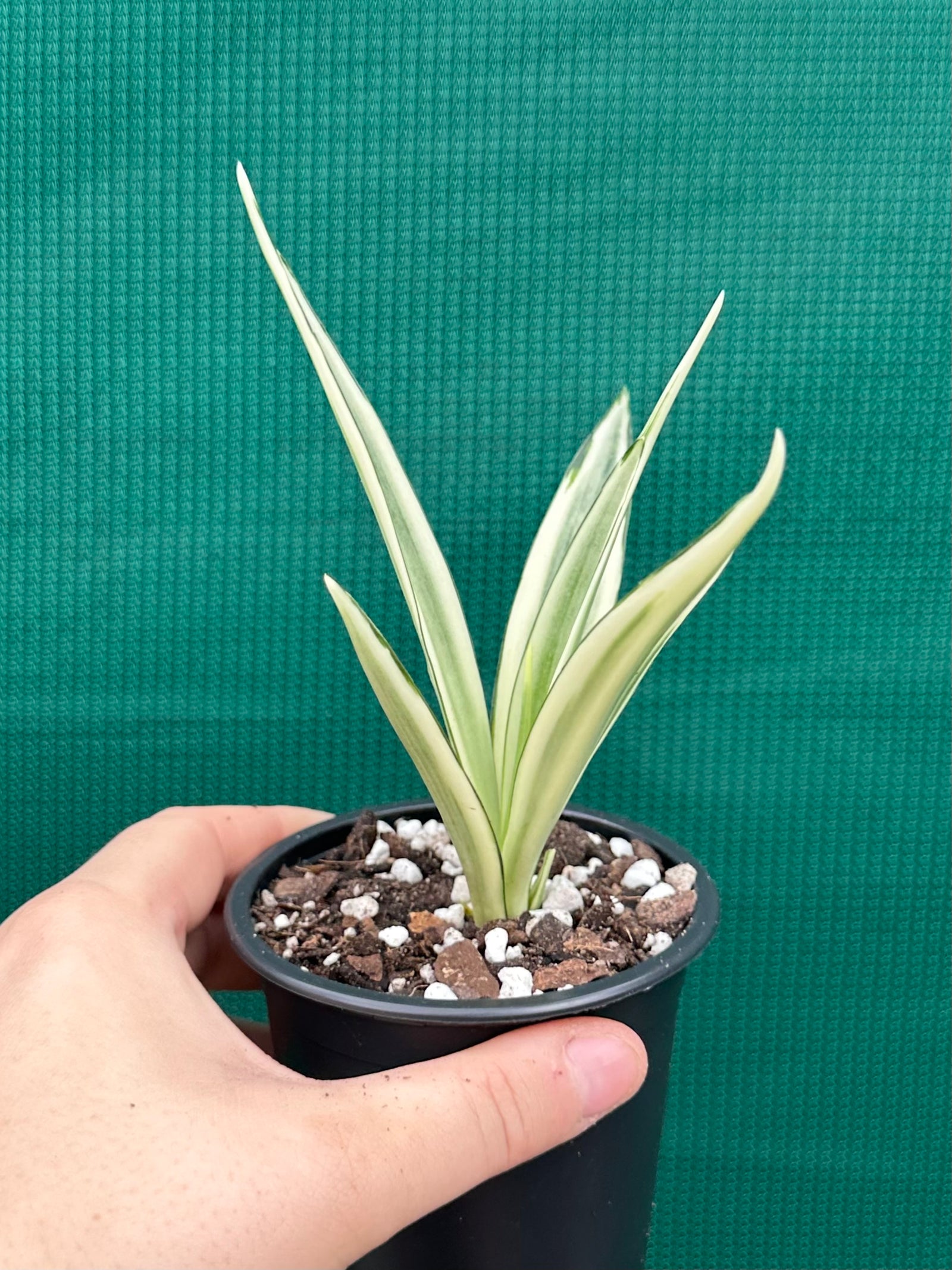 Sanseveria parva
