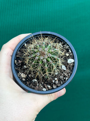 Carnegiea gigantea