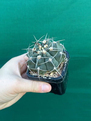 Gymnocalycium capillaense