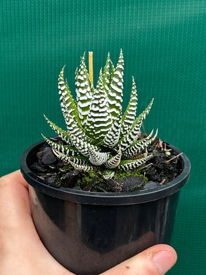 Haworthia fasciata ‘Japanese Super Clone’