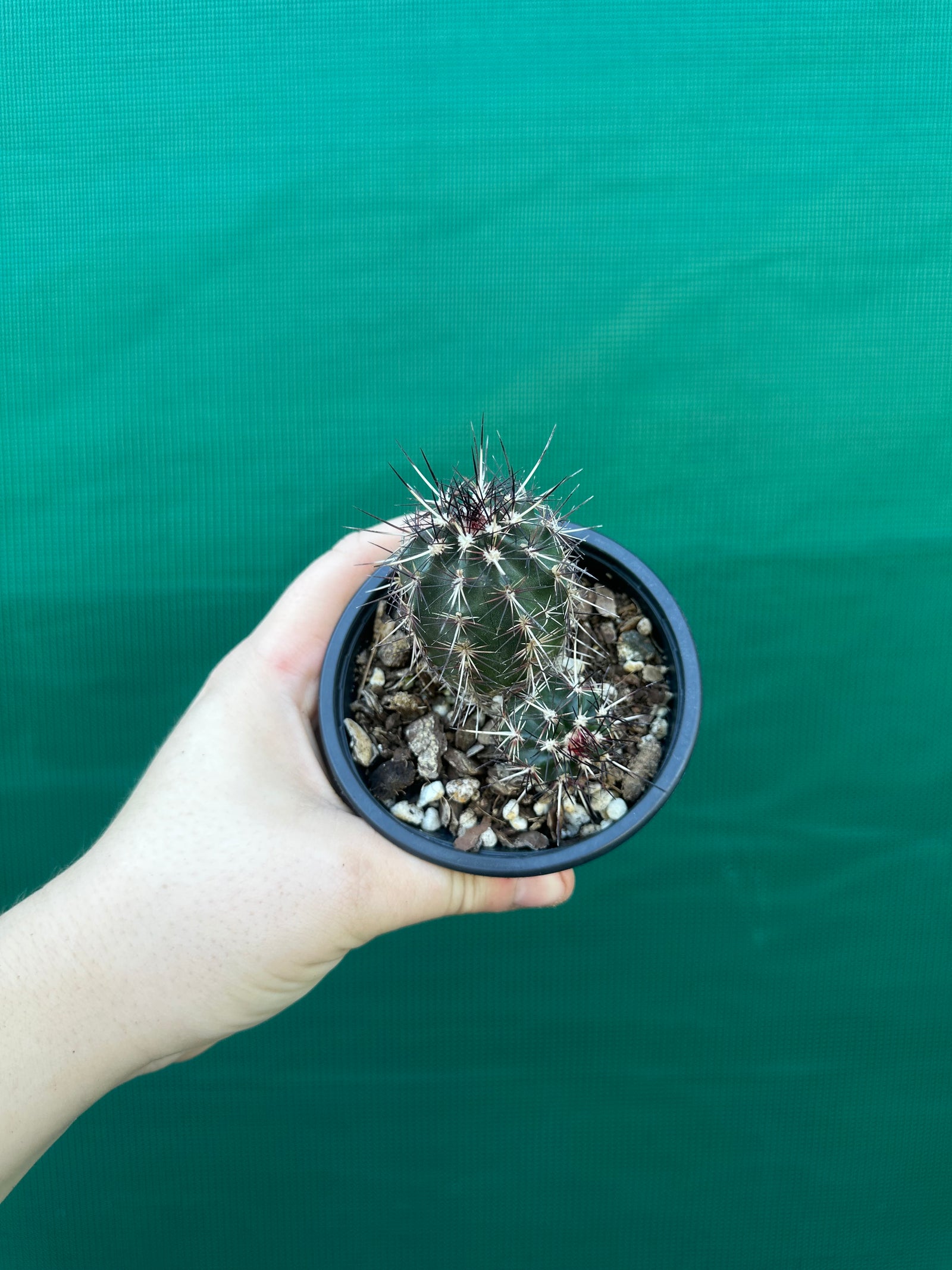 Echinocereus russanthus x davisii