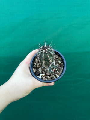 Echinocereus russanthus x davisii