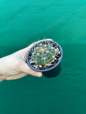 Gymnocalycium accorugatum