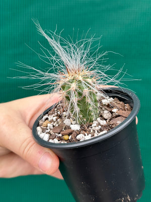 Oreocereus celsianus