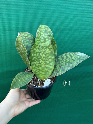 Sansevieria Masoniana ‘Mason’s Congo Paddle’
