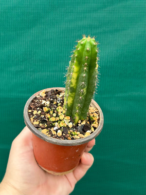 Trichocereus peruvianus varigata