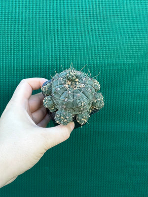 Gymnocalycium baldianum