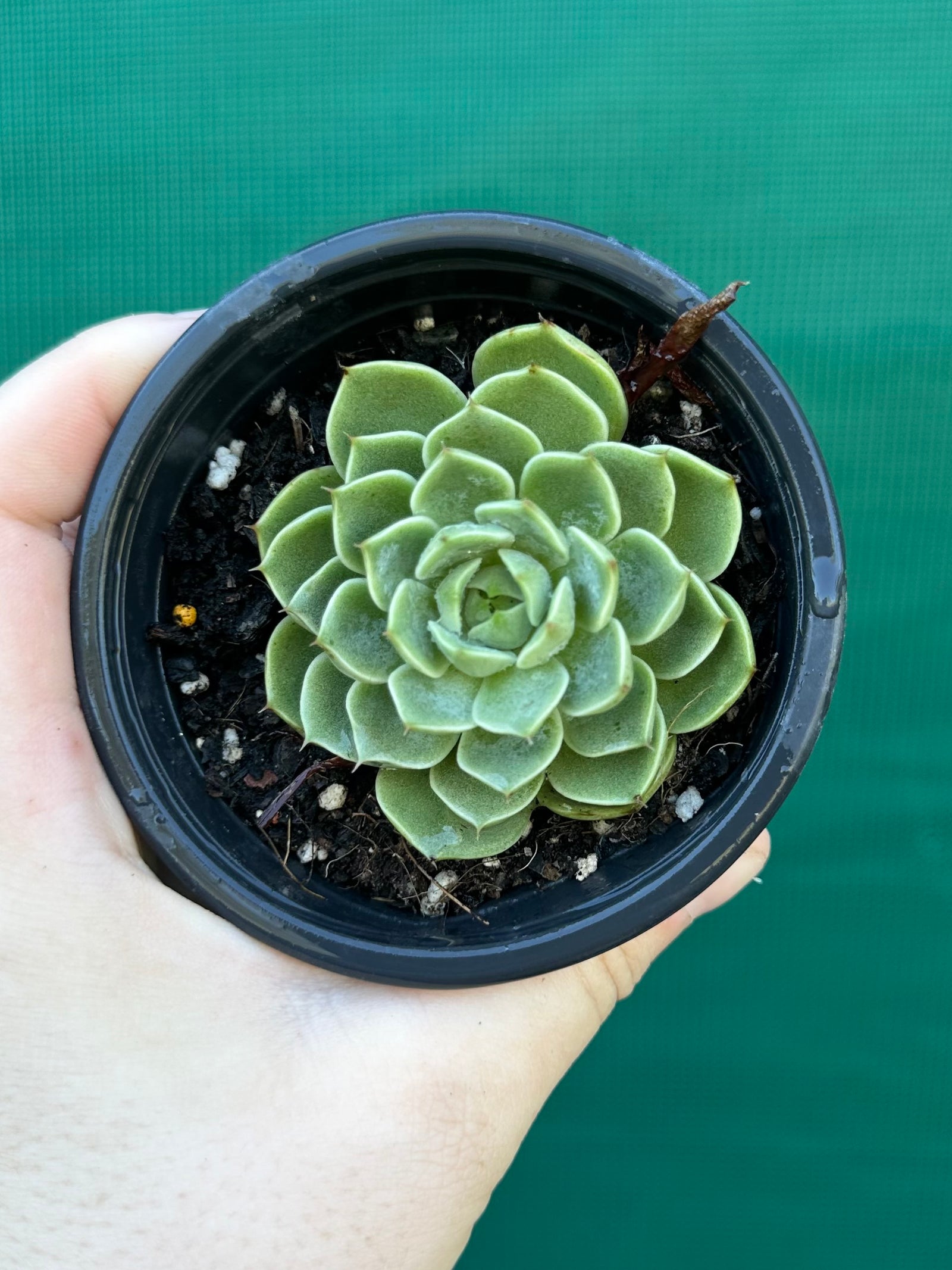 Echeveria ‘Cosmo’
