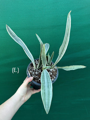 Sansevieria ‘Siam Silver’