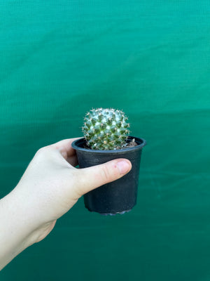 Mammillaria scrippsiana