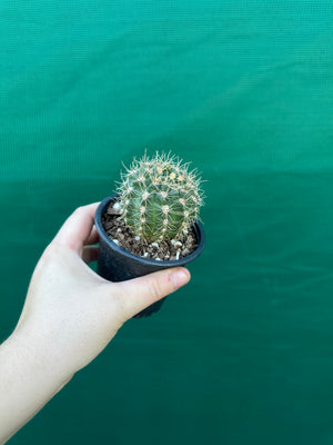 Gymnocalycium reductum v schatzlianum