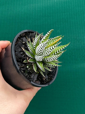Haworthia fasciata ‘Japanese Super Clone’
