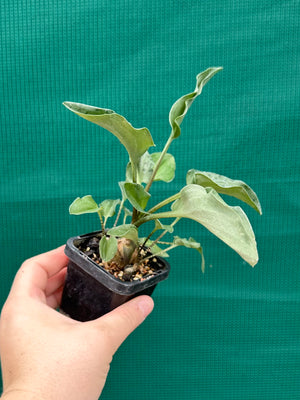 Ledebouria maculatus