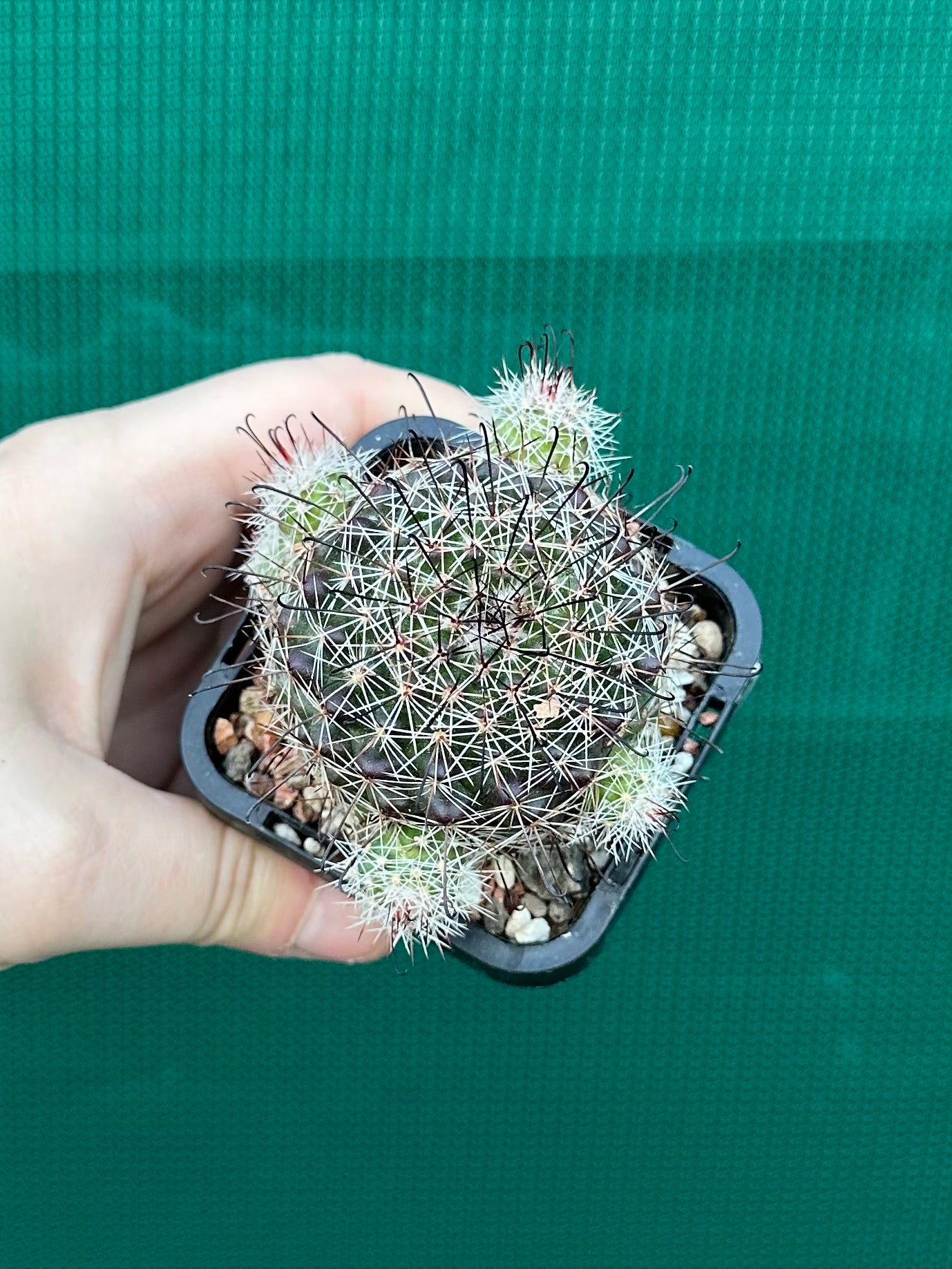 Mammillaria beneckii