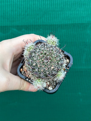 Mammillaria beneckii