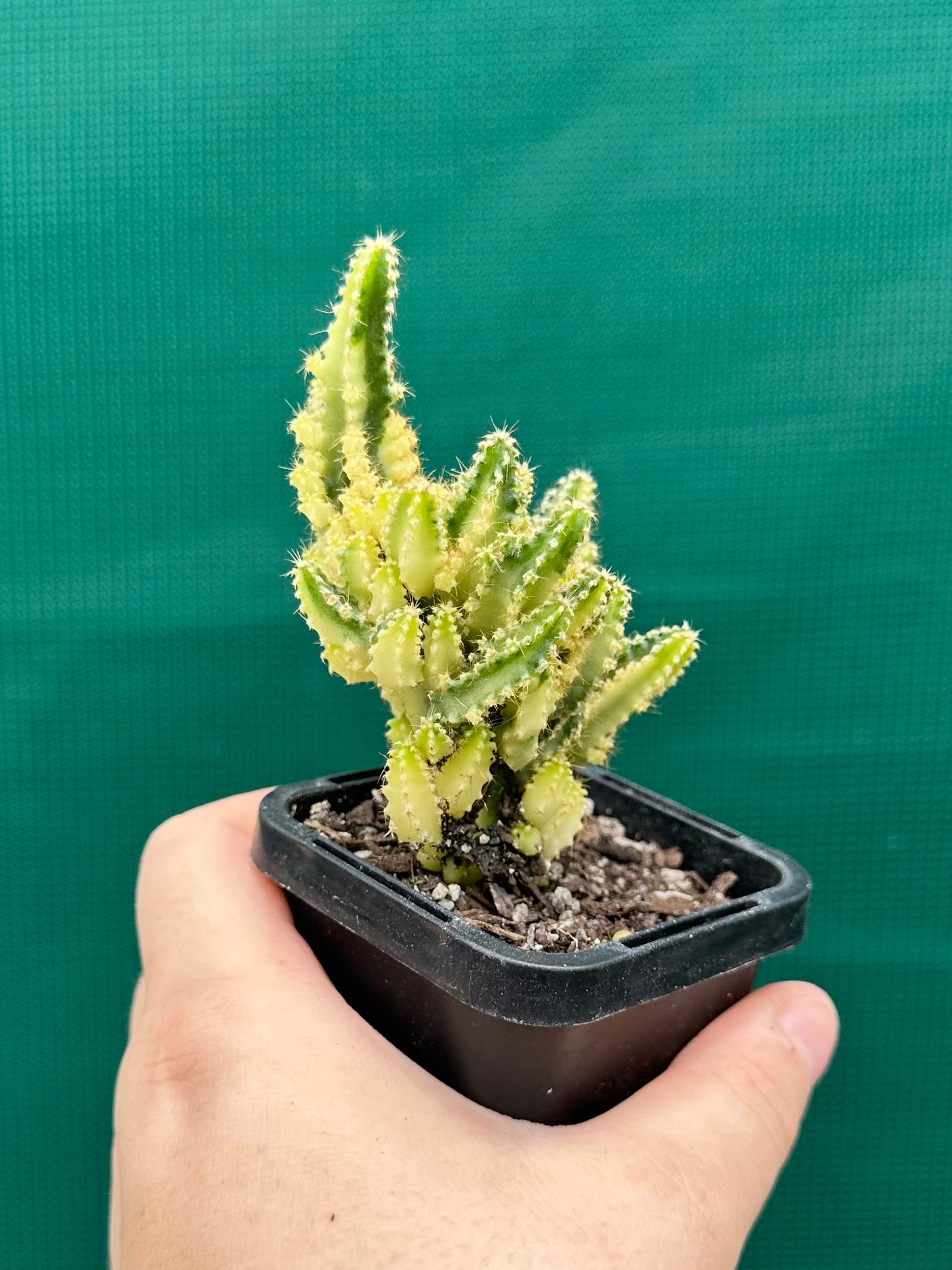 Cereus tetragonus 'Fairy Castle' variegata