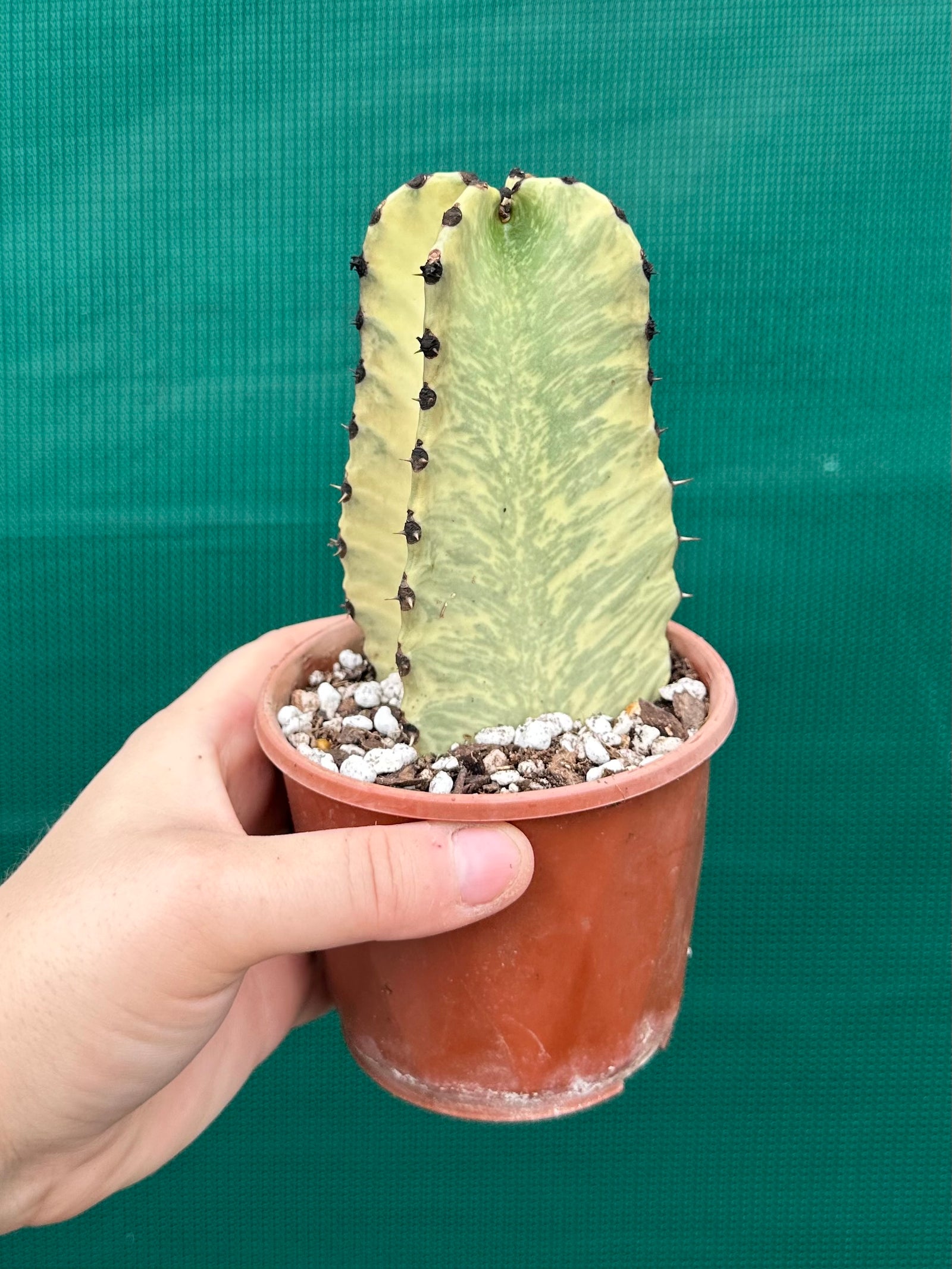 Euphorbia ammak variegata
