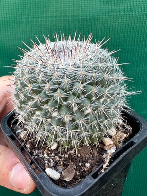 Mammillaria hahniana