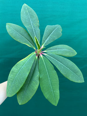 Euphorbia viguieri