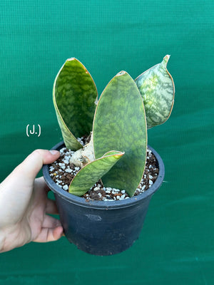 Sansevieria Masoniana ‘Mason’s Congo Paddle’