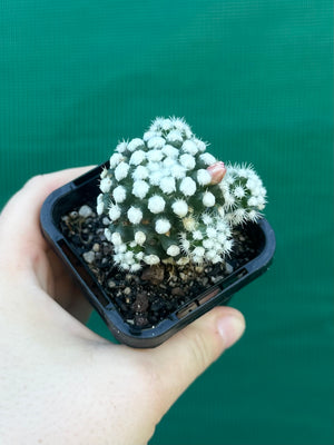 Mammillaria vetula ‘Oruga’