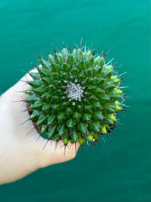 Mammillaria mystax
