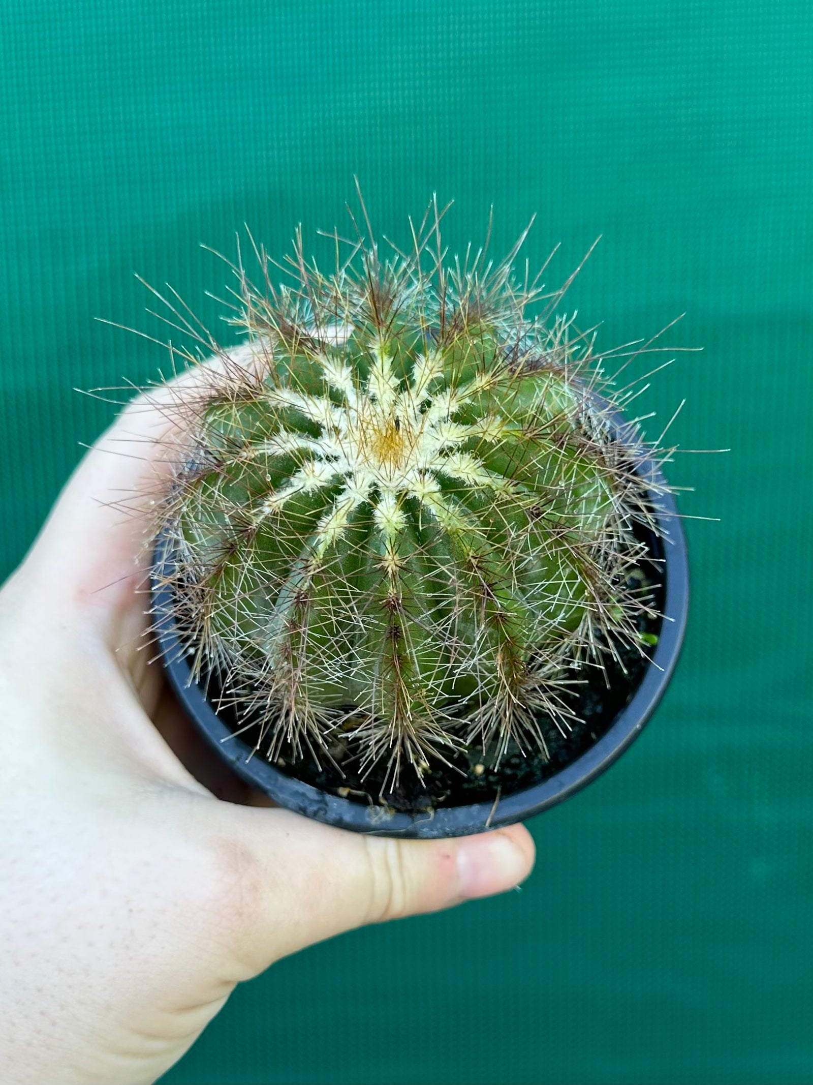 Parodia magnifica