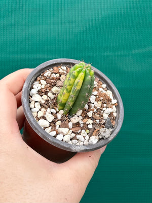 Trichocereus peruvianus varigata