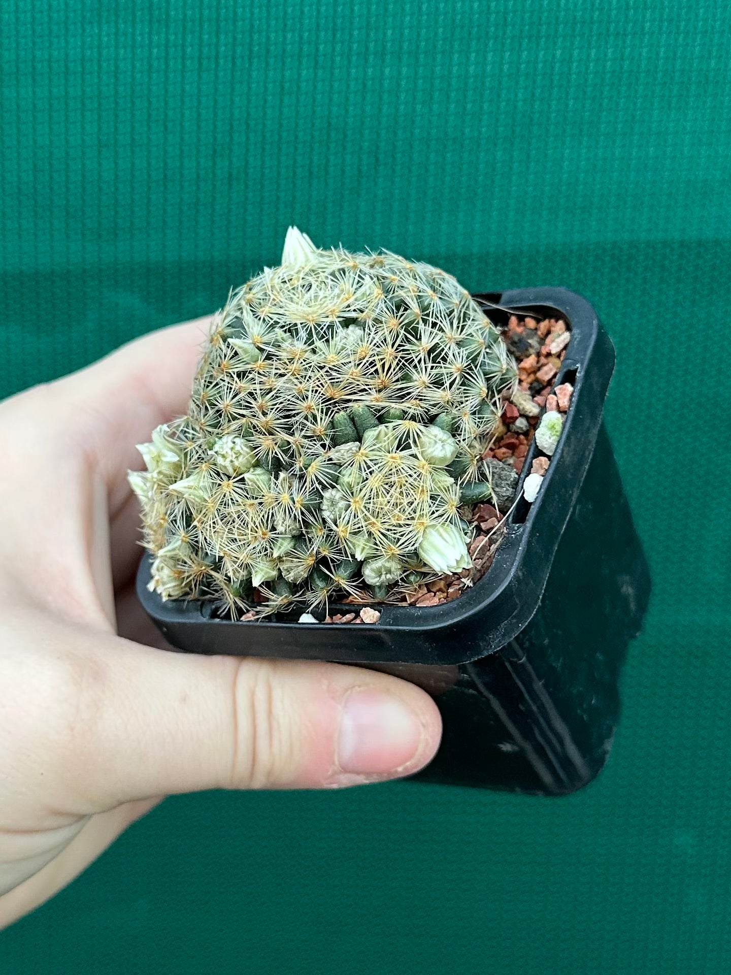 Mammillaria dumetorum