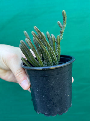 Crassula muscosa