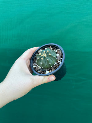 Astrophytum asterias x capricorne