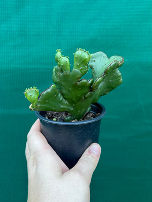 Euphorbia alluaudii crest