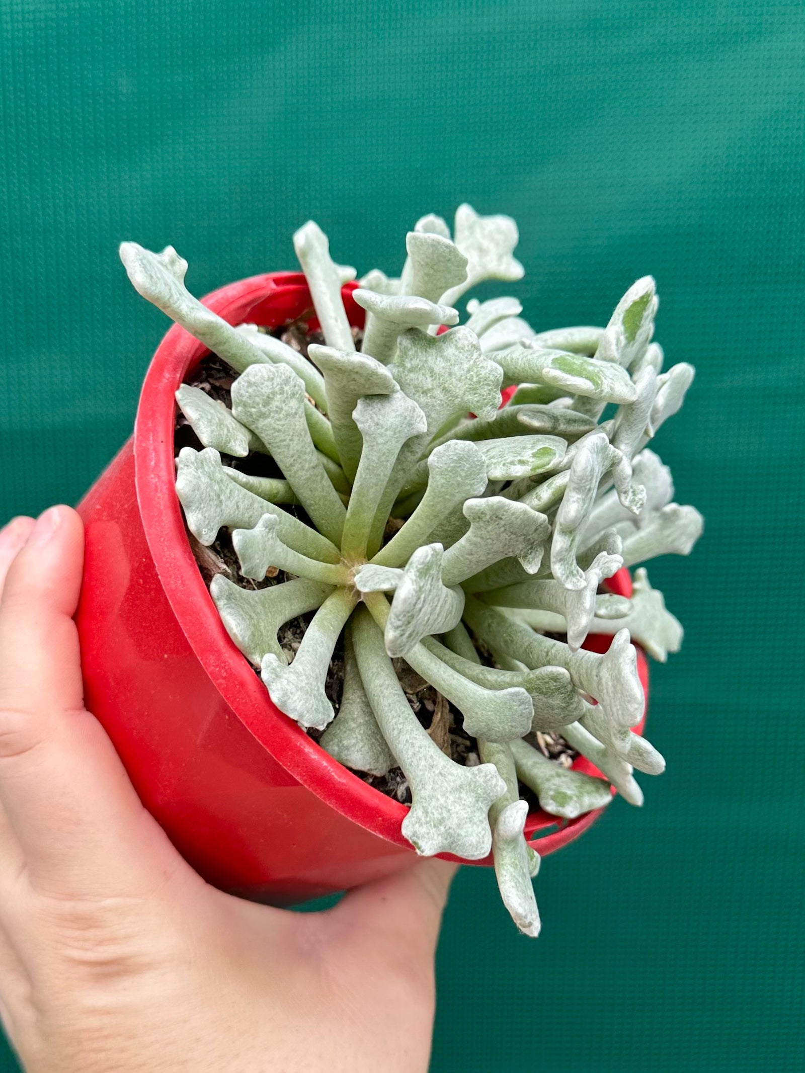 Caputia scaposa var. addoensis