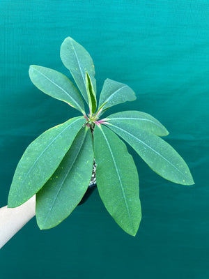 Euphorbia viguieri