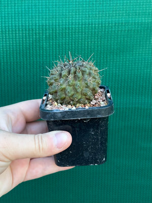 Neoporteria curvispina