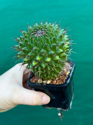 Mammillaria mystax