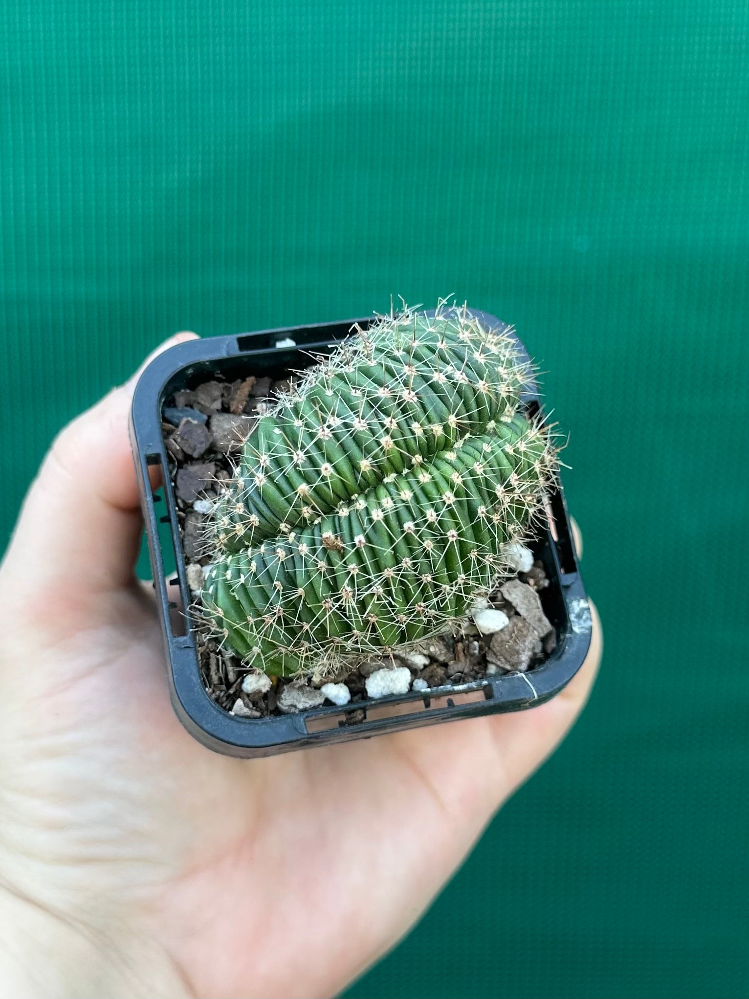 Echinopsis hybrid crest
