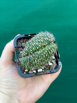 Echinopsis hybrid crest