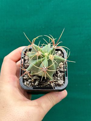 Ferocactus histrix