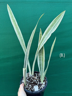 Sansevieria ‘Siam Silver’