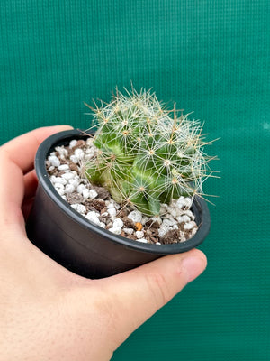 Mammillaria