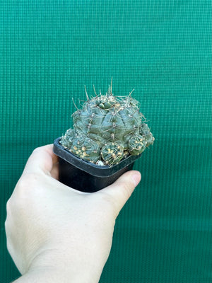 Gymnocalycium baldianum