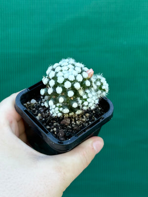 Mammillaria vetula ‘Oruga’
