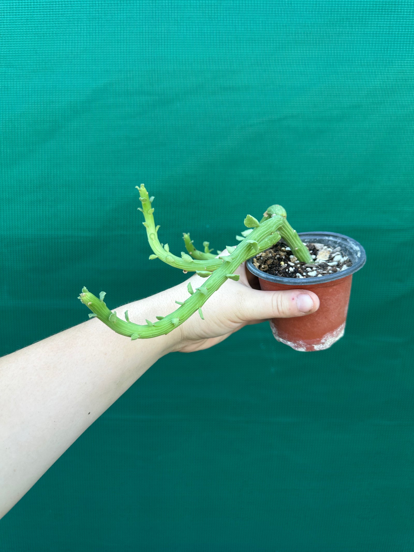 Euphorbia bisellenbeckii