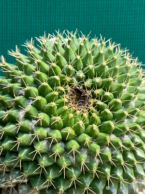 Mammilaria marksiana
