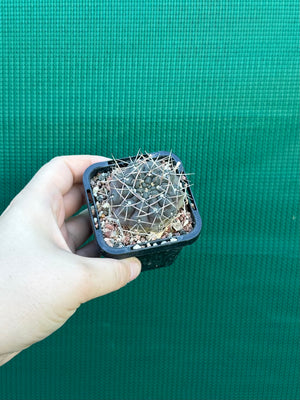 Gymnocalycium keislingii v castenea
