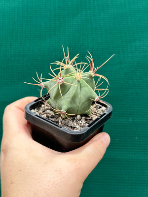 Ferocactus histrix