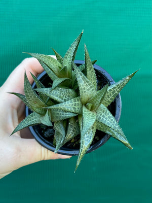 Haworthia tessellata
